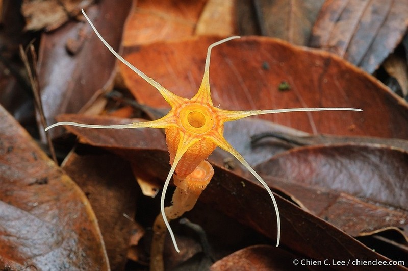 Thismia ornata photo 2