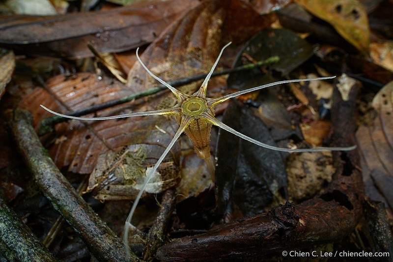 Thismia ornata photo 3