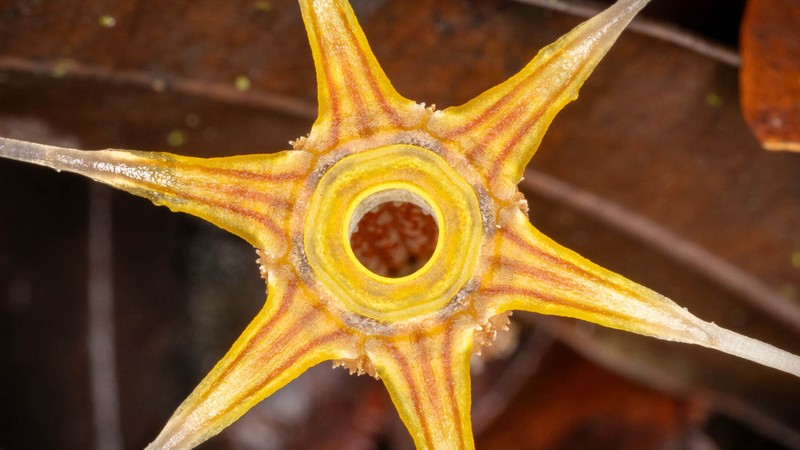 Thismia ornata photo 4