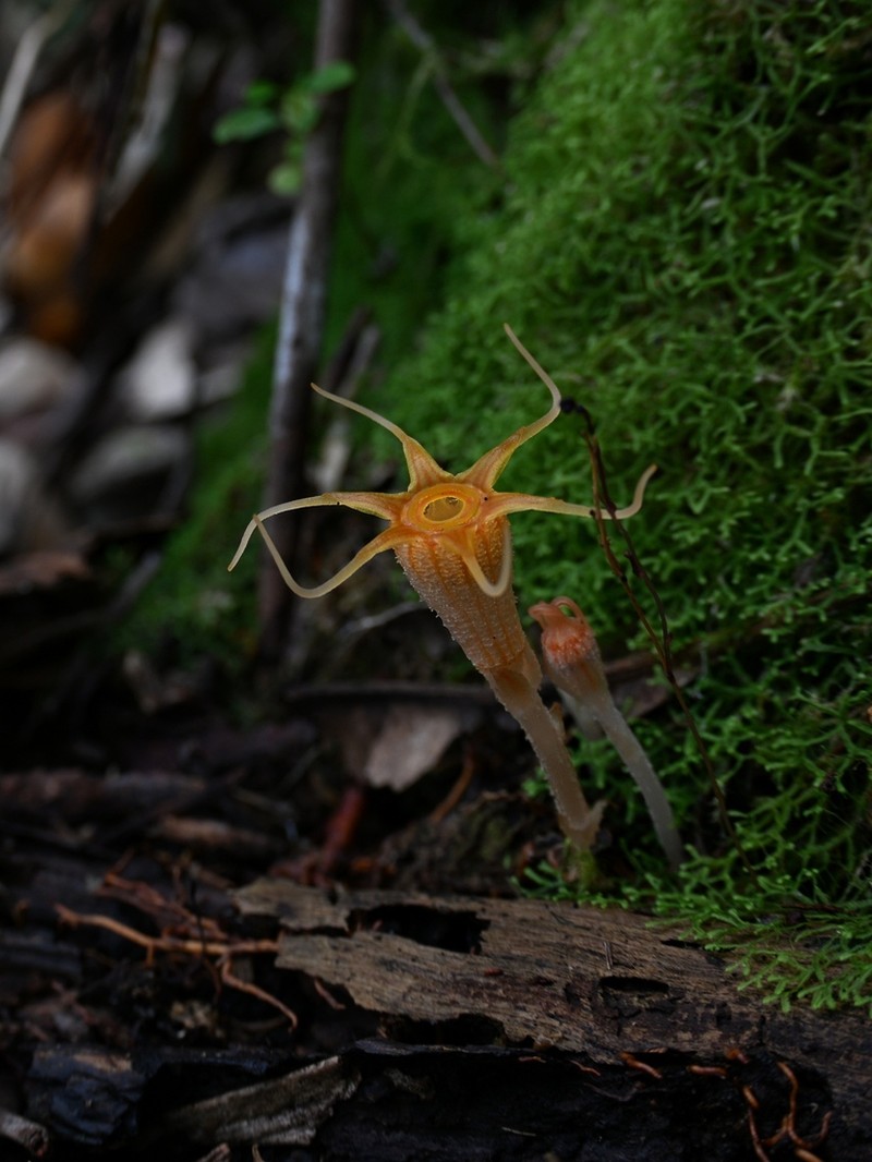 Thismia ornata photo 5