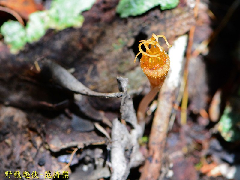 Thismia ornata photo 6