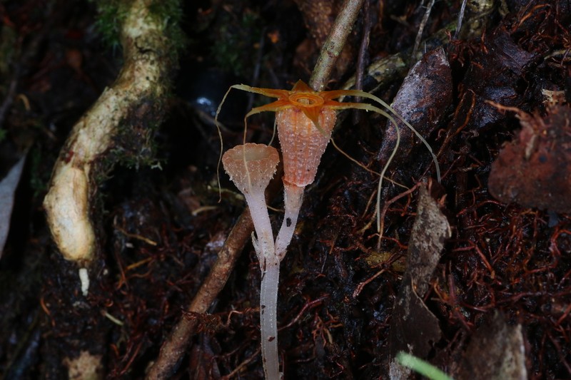 Thismia ornata photo 7