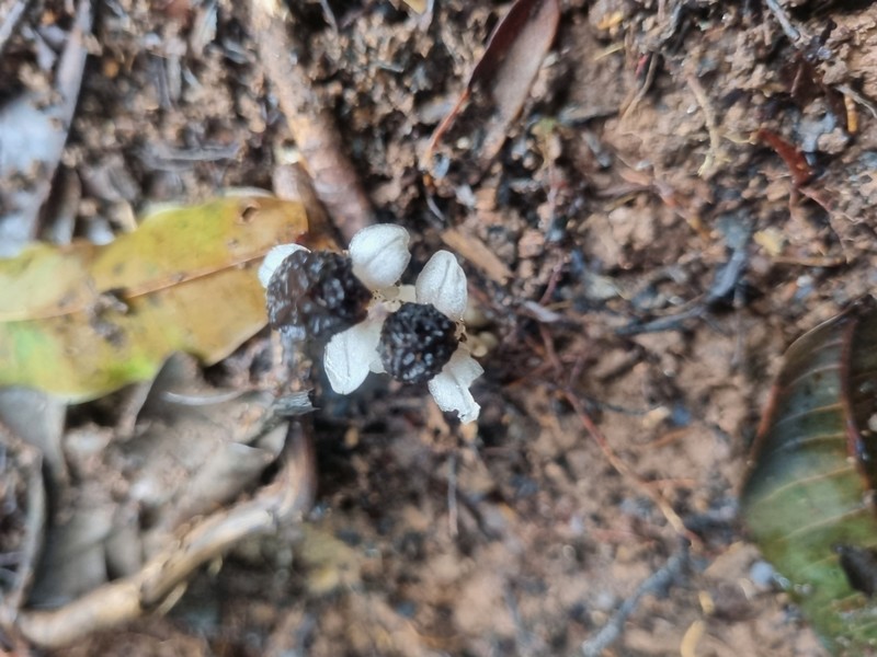Thismia pseudomelanomitra
