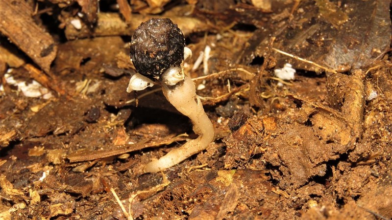 Thismia pseudomelanomitra photo 2