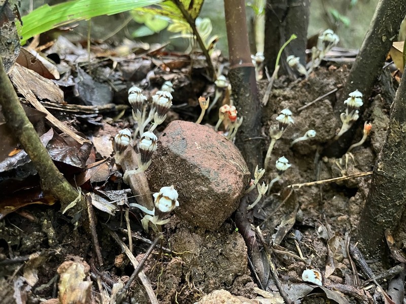 Thismia submucronata