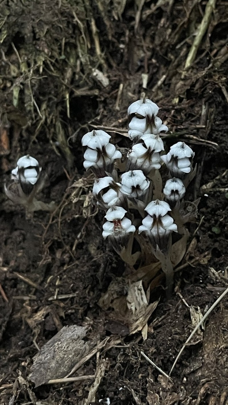 Thismia submucronata photo 2
