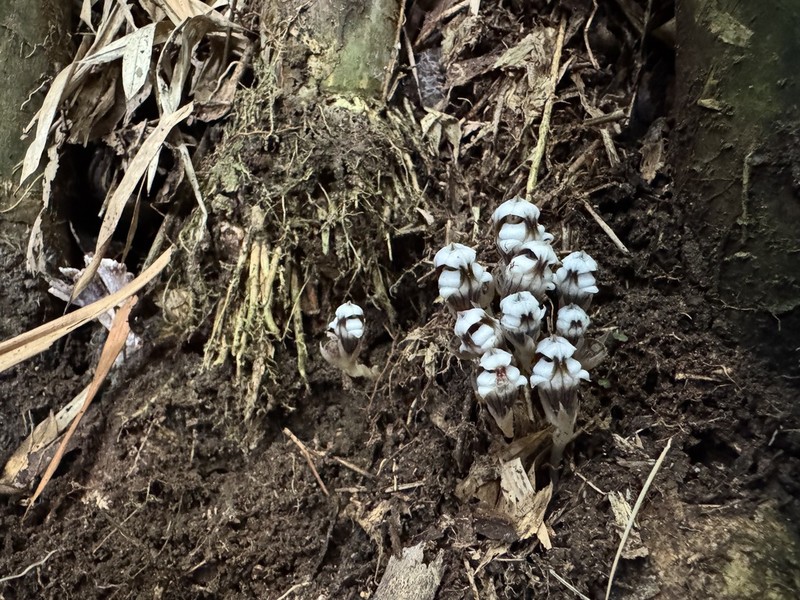 Thismia submucronata photo 3