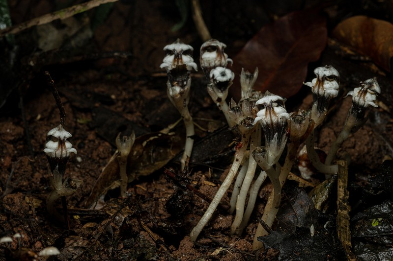 Thismia submucronata photo 4
