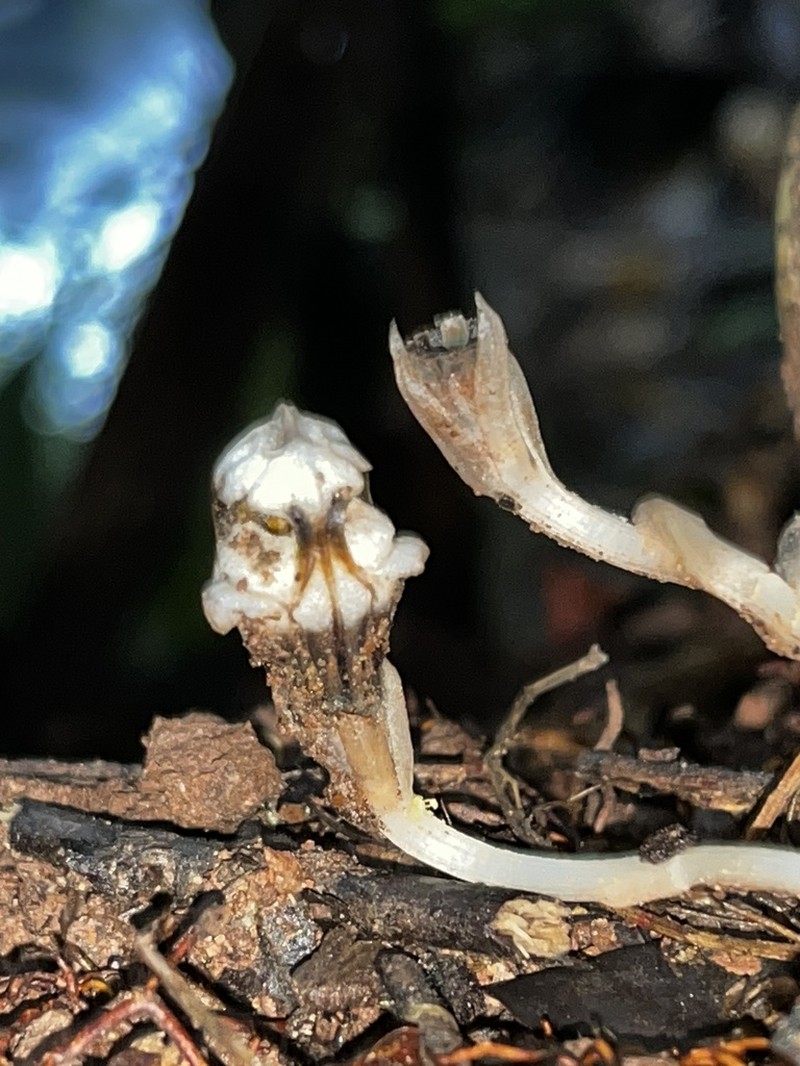 Thismia submucronata photo 5