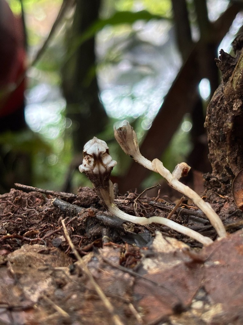 Thismia submucronata photo 6