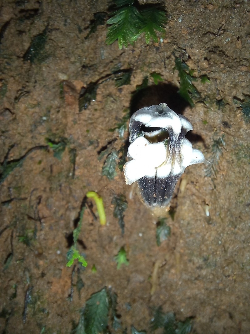 Thismia submucronata photo 7