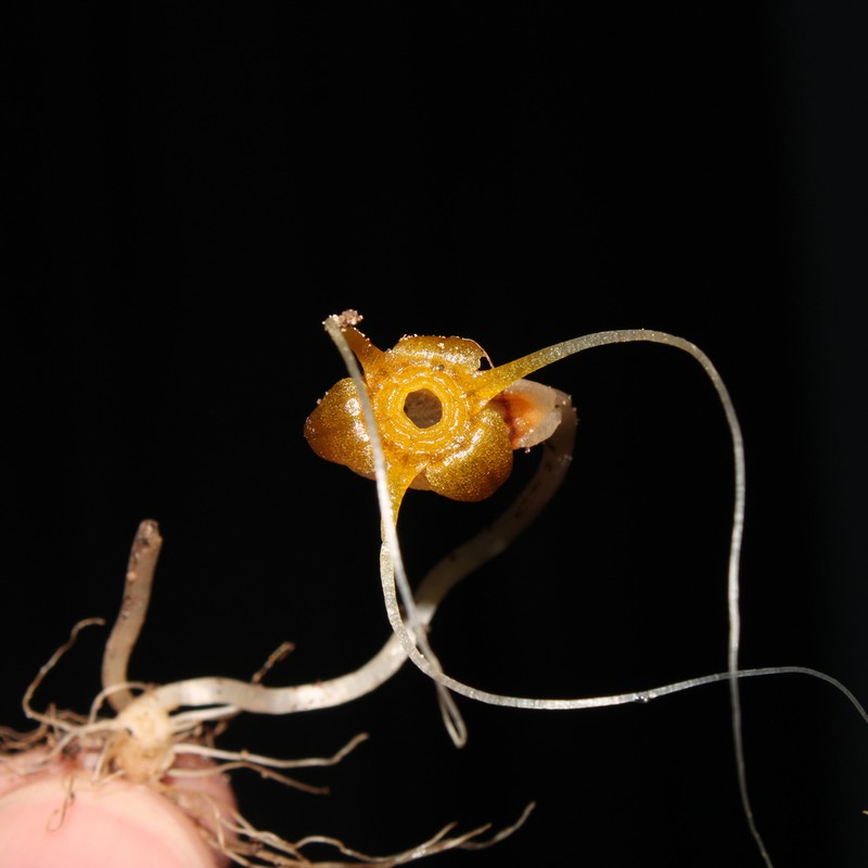 Thismia variabilis