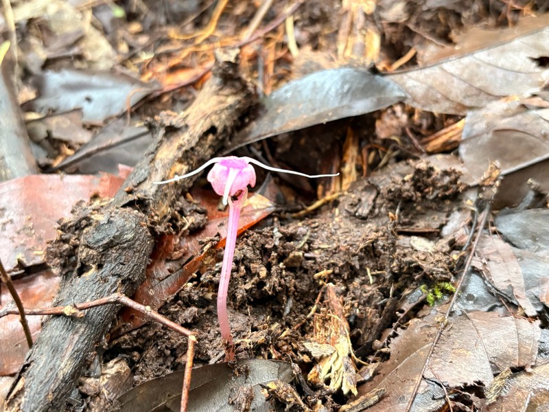 Thismia violacea