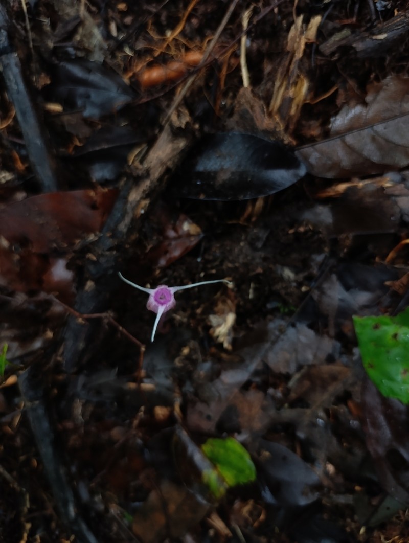 Thismia violacea photo 2