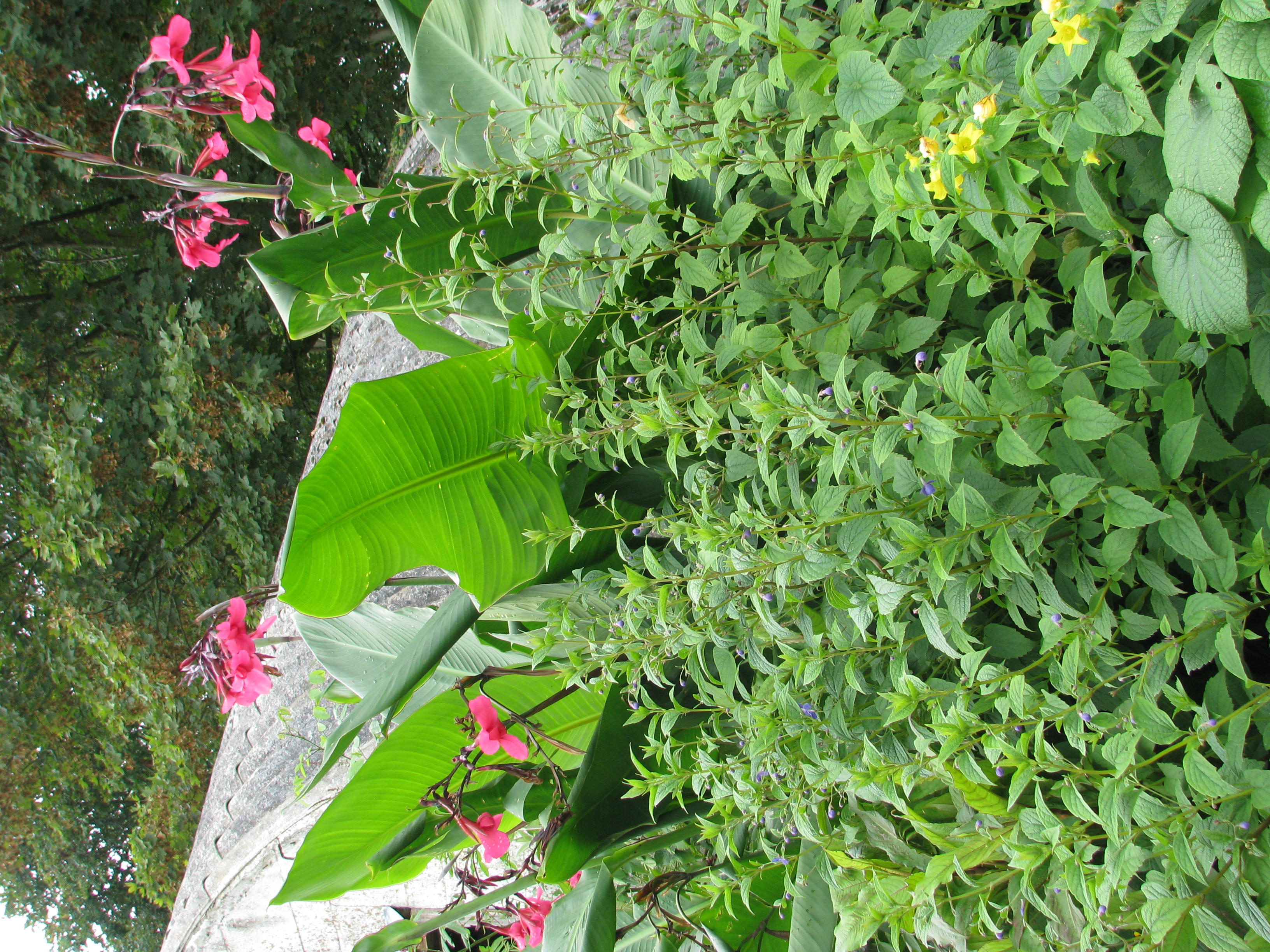 Manchu Tubergourd photo 5