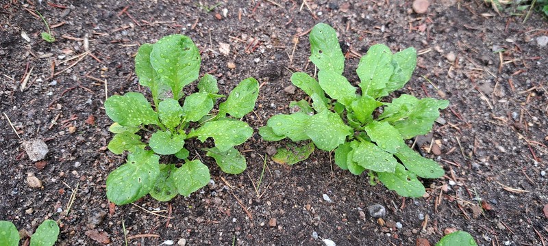 Roadside Pennycress photo 2