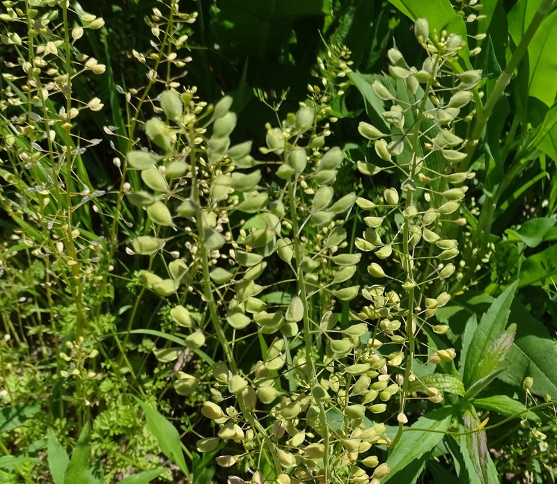 Roadside Pennycress photo 3