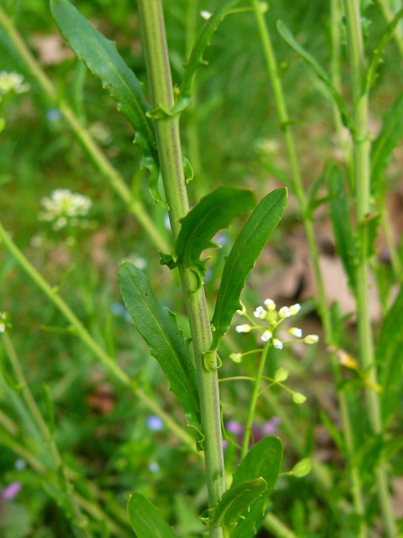 Roadside Pennycress photo 4