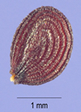Field Pennycress photo 5