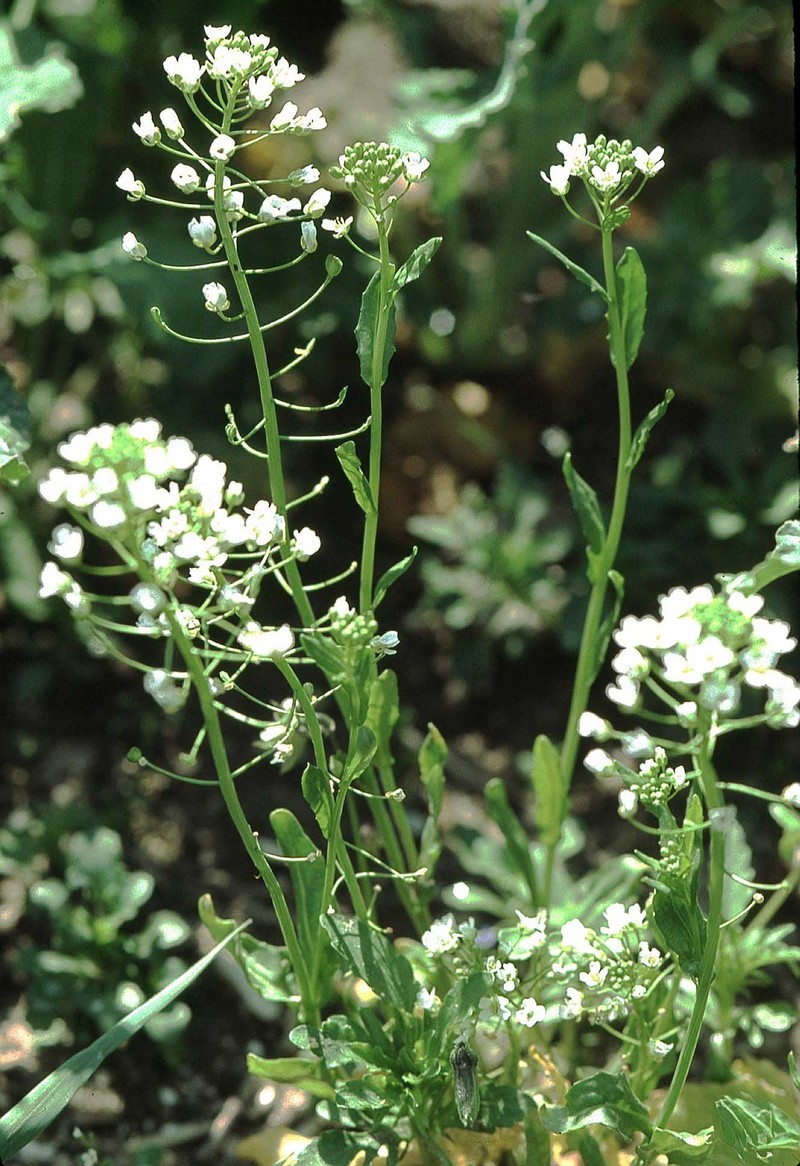 Field Pennycress photo 2