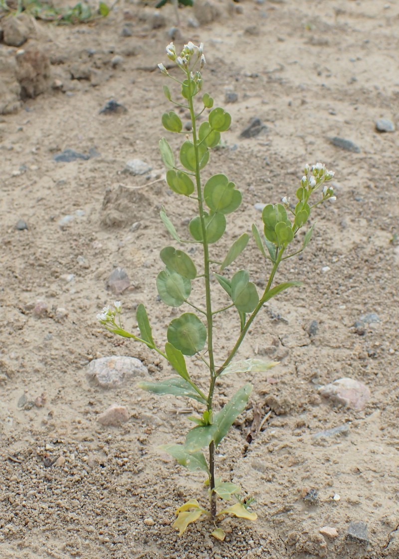 Field Pennycress photo 3
