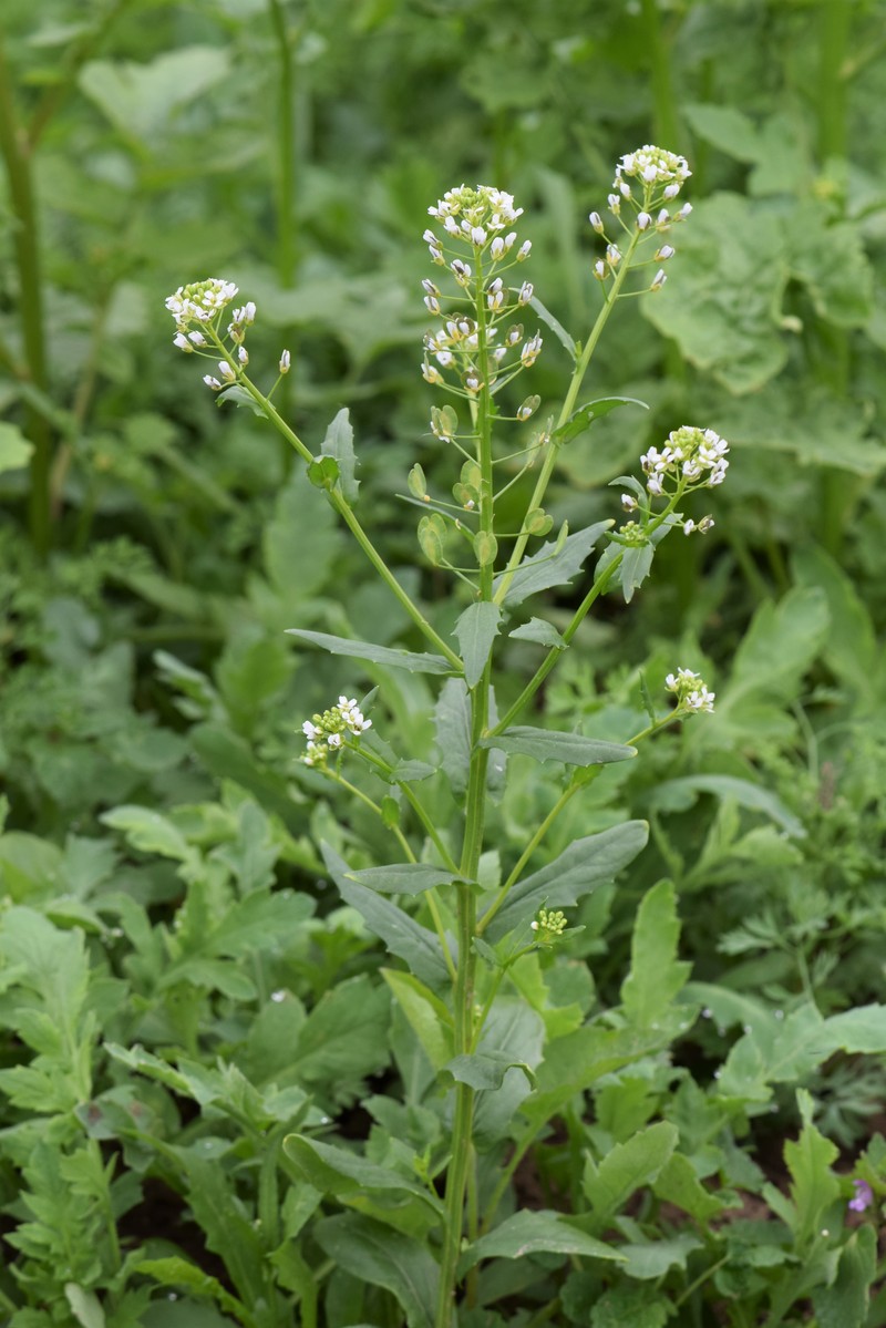 Field Pennycress photo 4