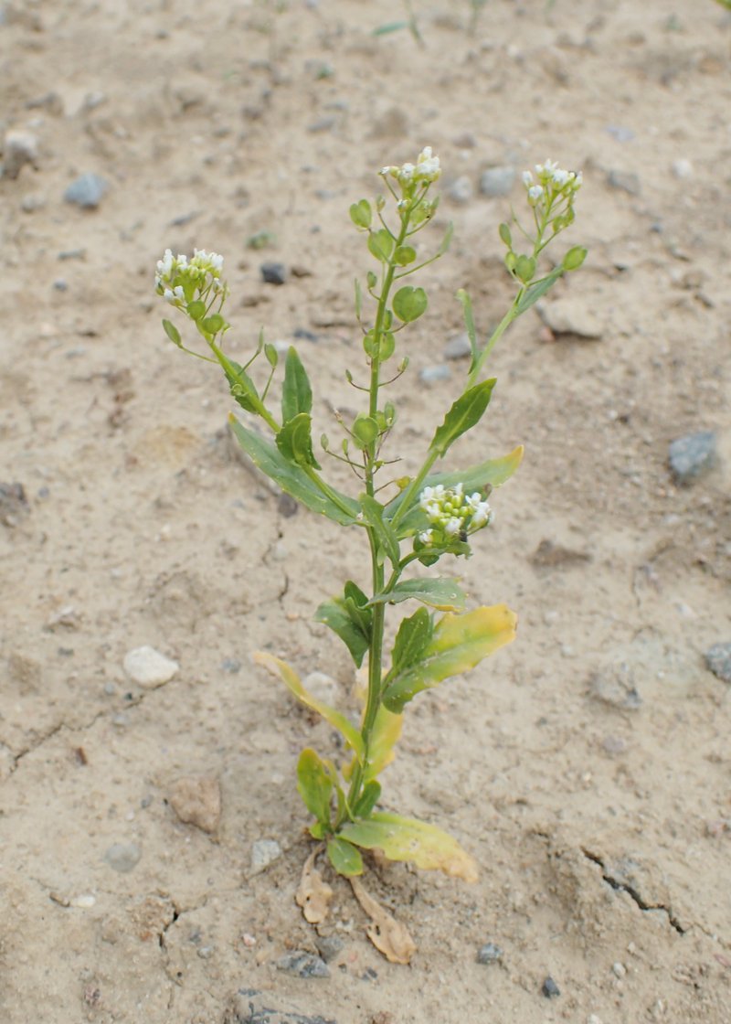 Field Pennycress photo 6