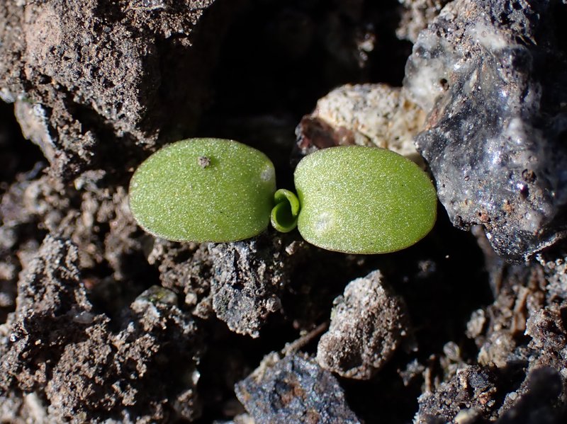 Field Pennycress photo 7