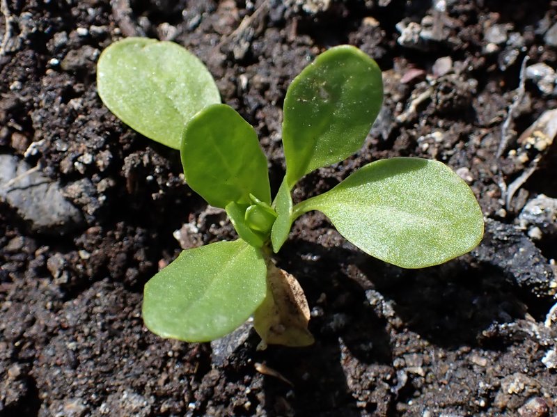 Field Pennycress photo 8