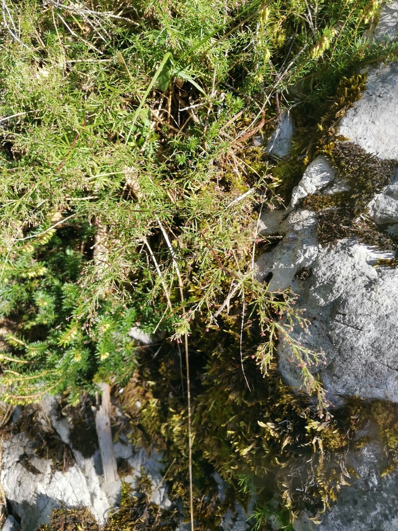 Thliphthisa purpurea subsp. purpurea