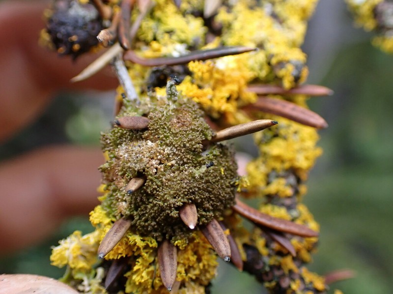 Urn Lichen photo 2