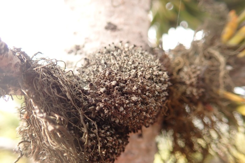 Urn Lichen photo 3