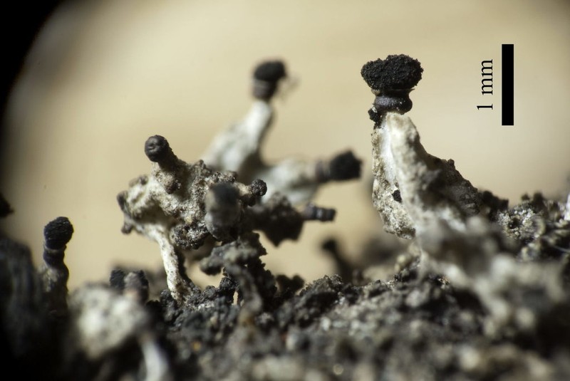 Urn Lichen photo 4