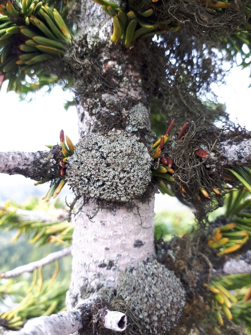 Urn Lichen photo 5