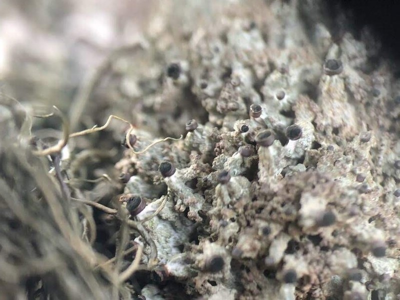 Urn Lichen photo 6