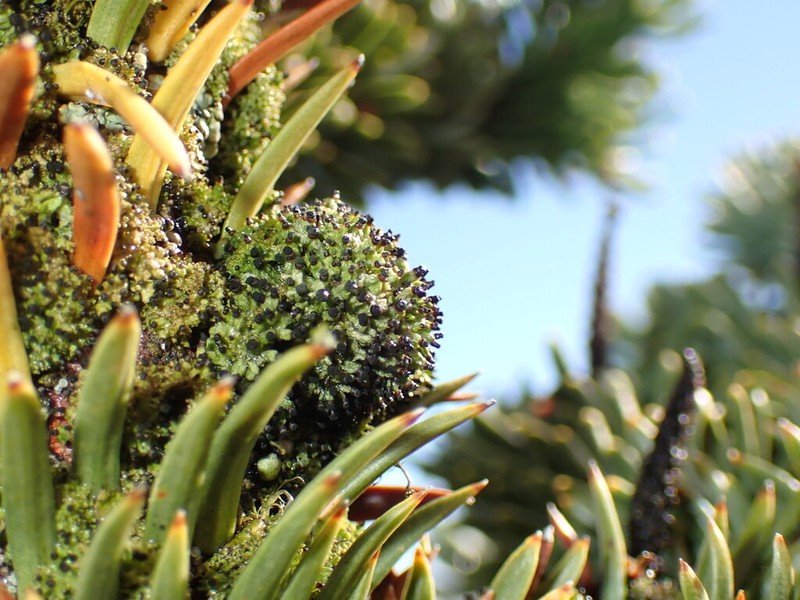 Urn Lichen photo 7
