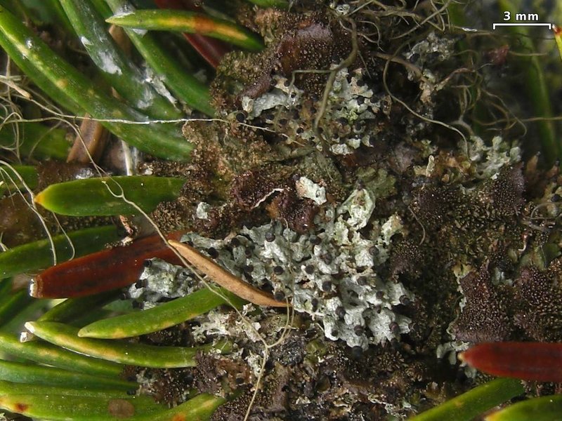 Urn Lichen