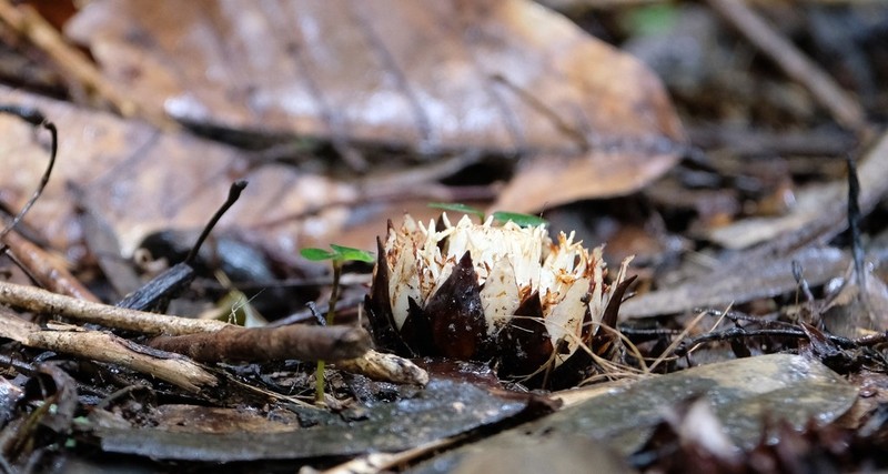Thonningia alba