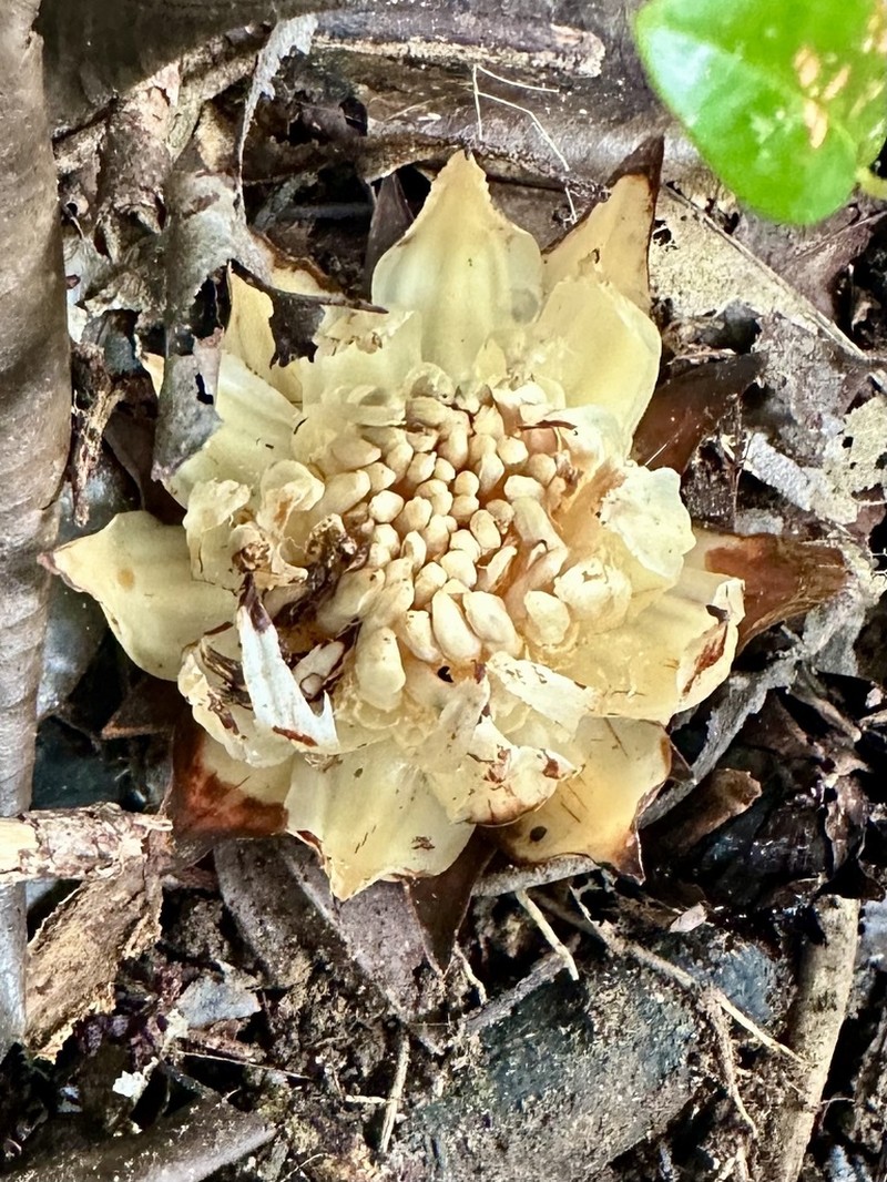 Thonningia alba photo 2