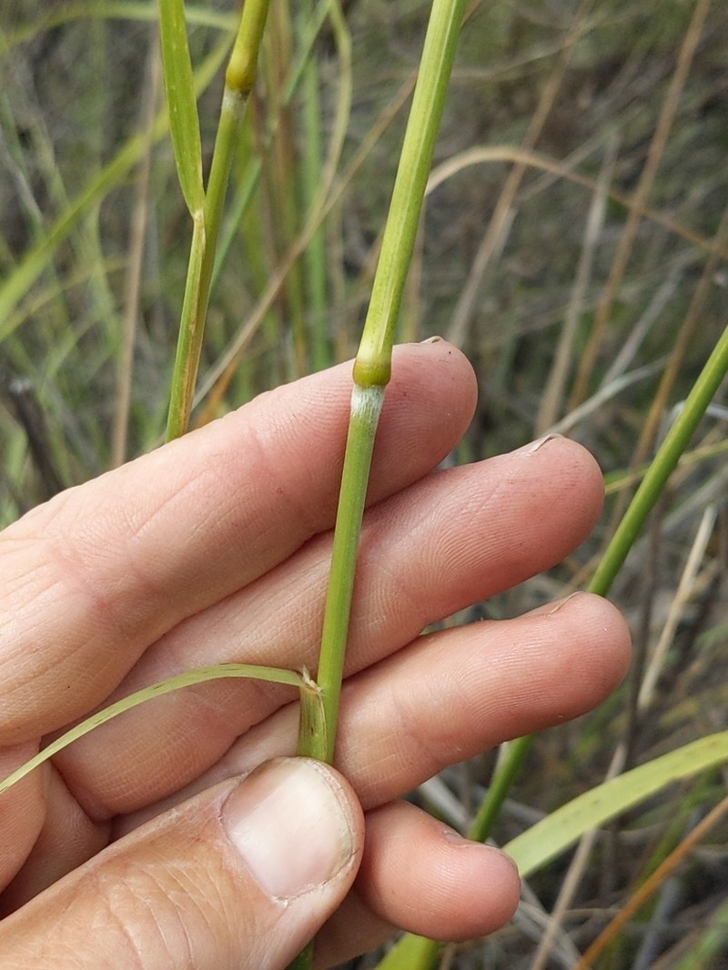 San Diego Needlegrass photo 3