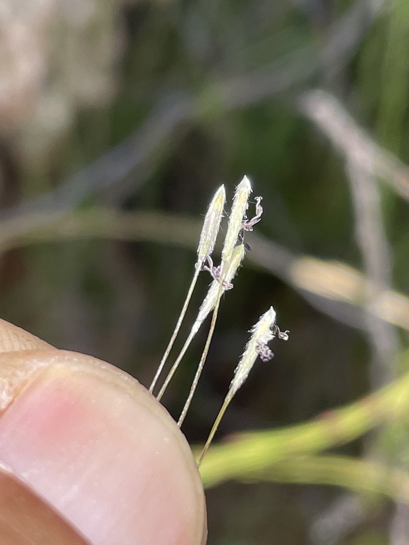San Diego Needlegrass photo 4