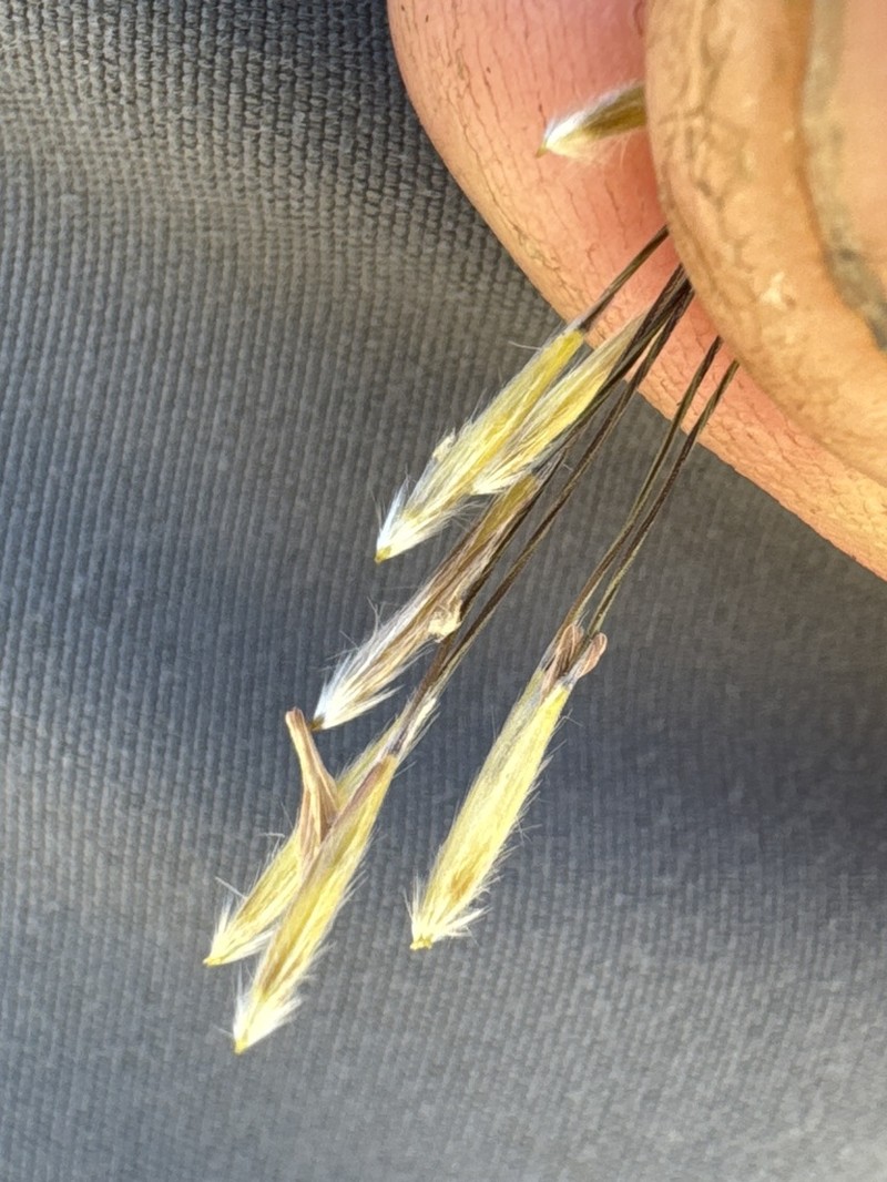 San Diego Needlegrass photo 5