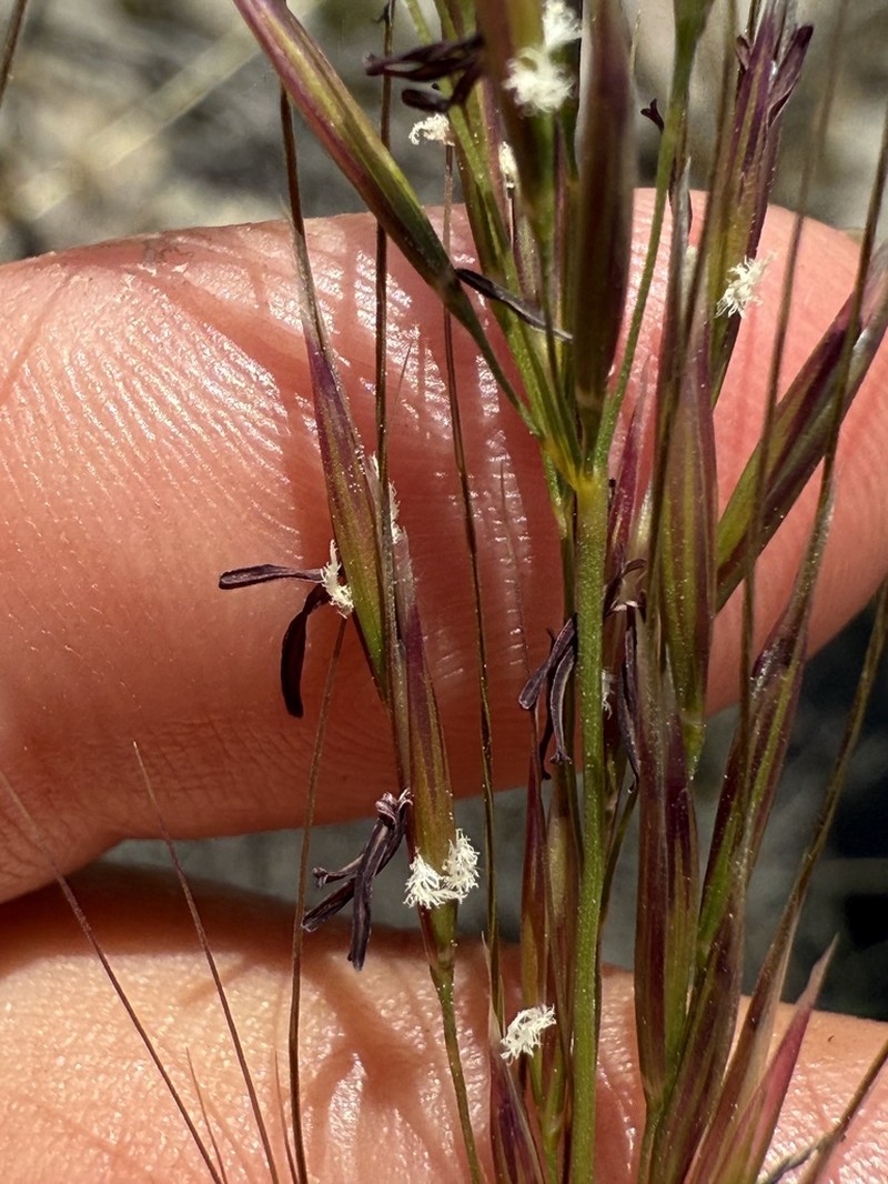 San Diego Needlegrass photo 6