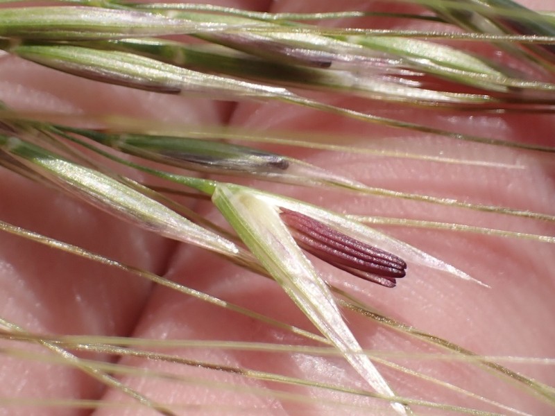 San Diego Needlegrass photo 8