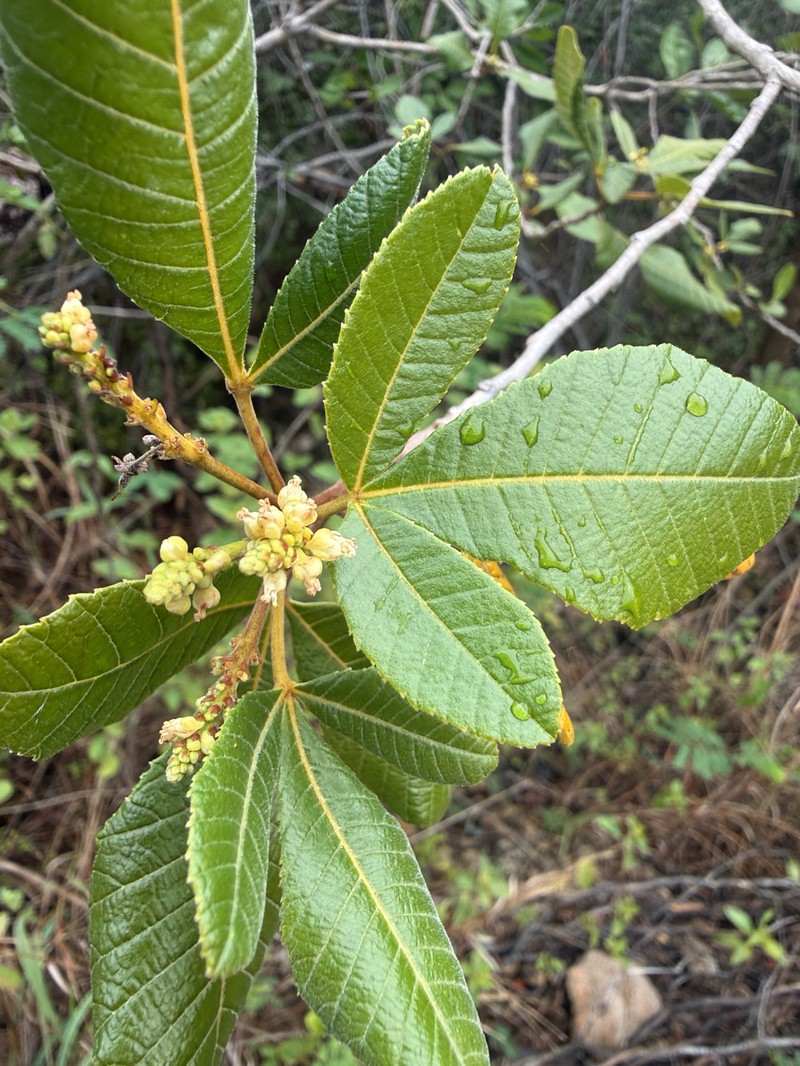 Thouinia striata var. striata