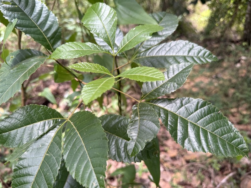 Thouinia striata var. striata photo 2