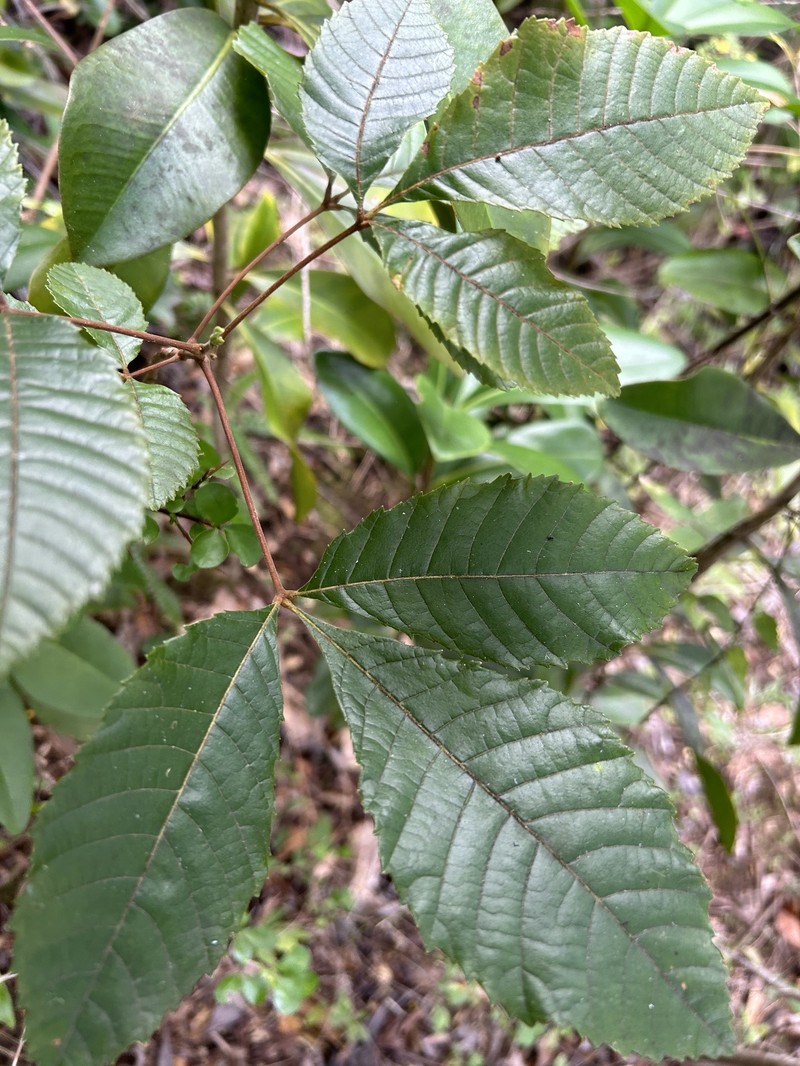 Thouinia striata var. striata photo 3