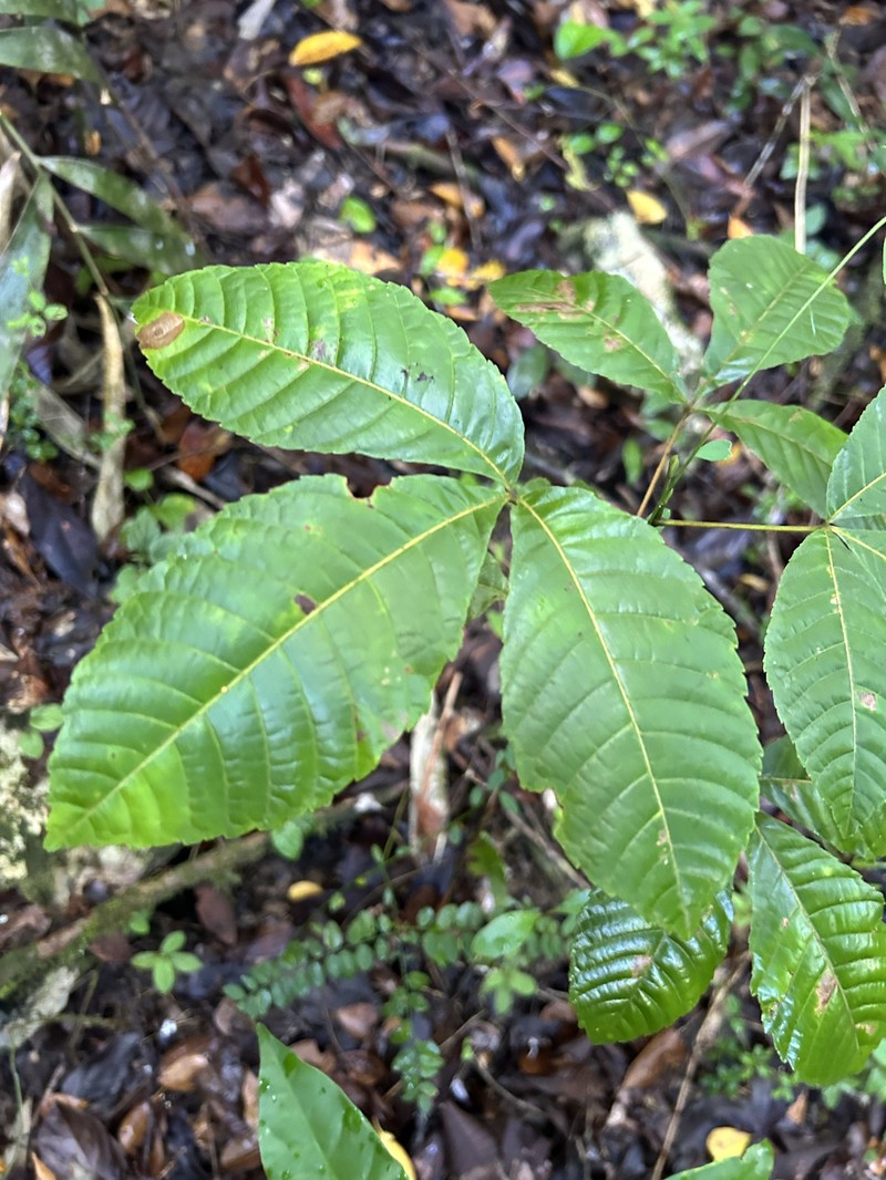 Thouinia striata var. striata photo 4
