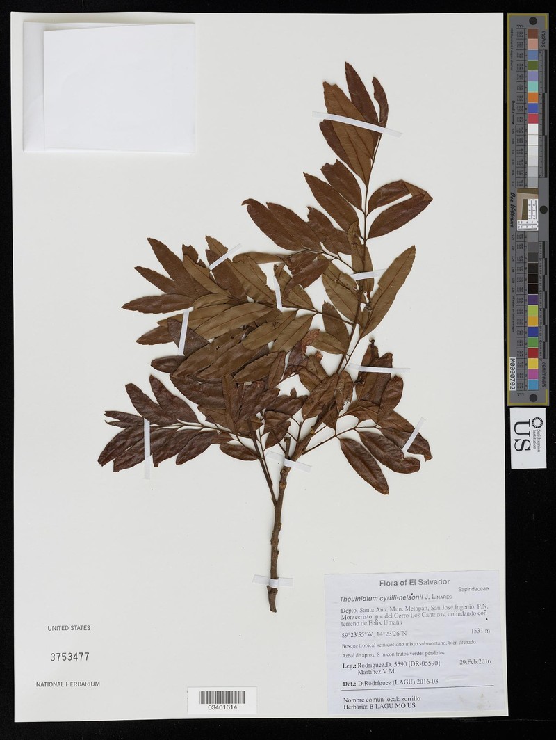 Thouinidium cyrilli-nelsonii photo 2