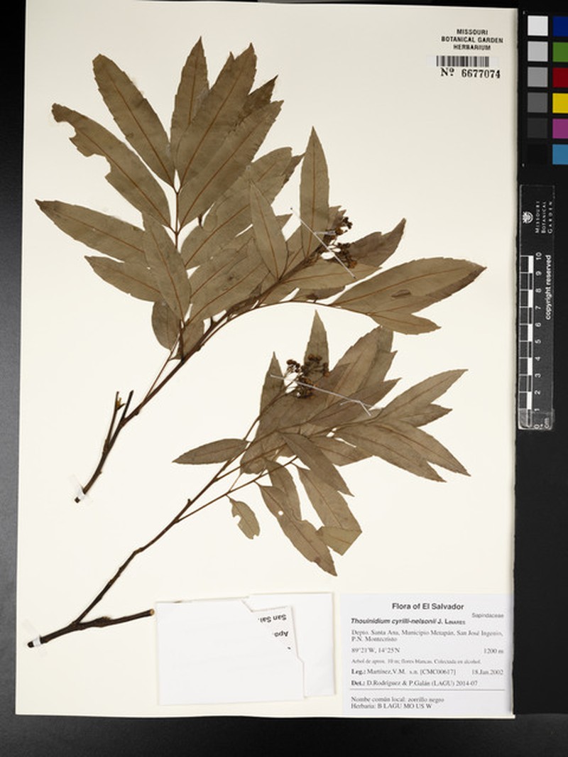 Thouinidium cyrilli-nelsonii photo 3